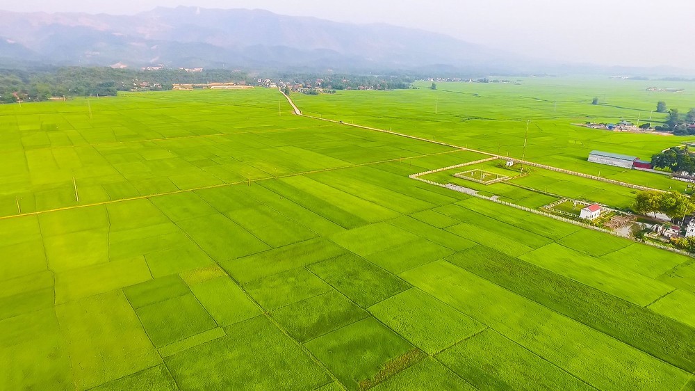 Chiêm ngưỡng vẻ đẹp của cánh đồng Mường Thanh