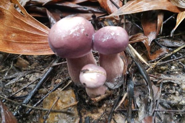 Phú Quốc có đặc sản gì