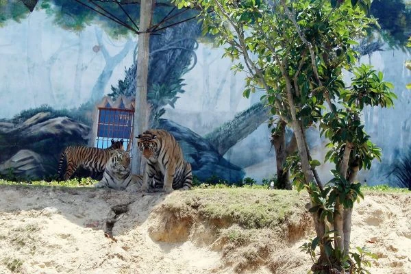 Công viên động vật Zoo Safari Park