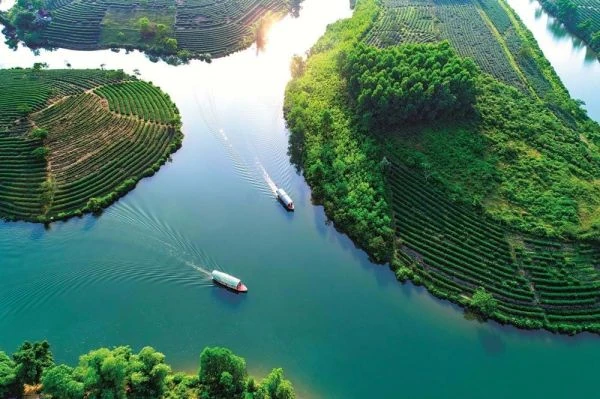 Đảo chè thu hút nhiều bạn trẻ đến tham quan và chụp hình