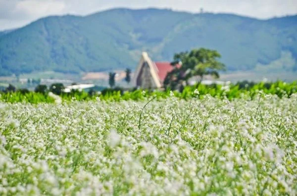 Cánh đồng hoa cải trắng Đà Lạt