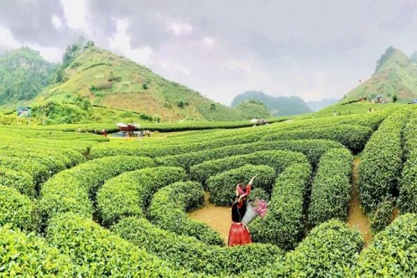 Đồi chè Mộc Châu