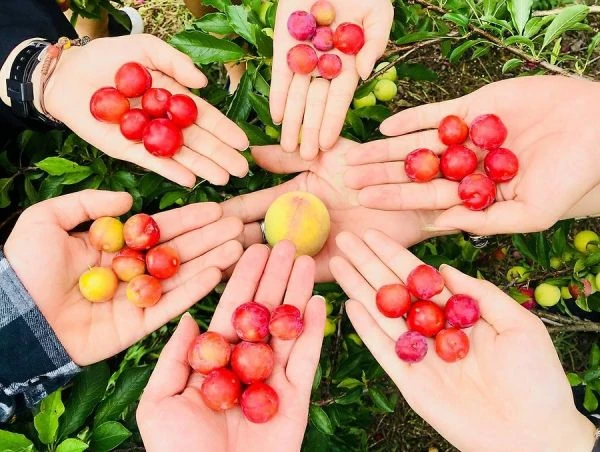 Ghé thăm Mộc Châu mùa mận chín