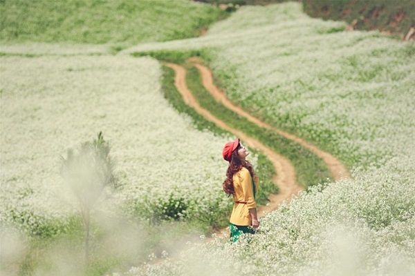 Săn vé Vietjet khuyến mãi tháng 12 lên Hà Giang ngắm hoa tam giác mạch