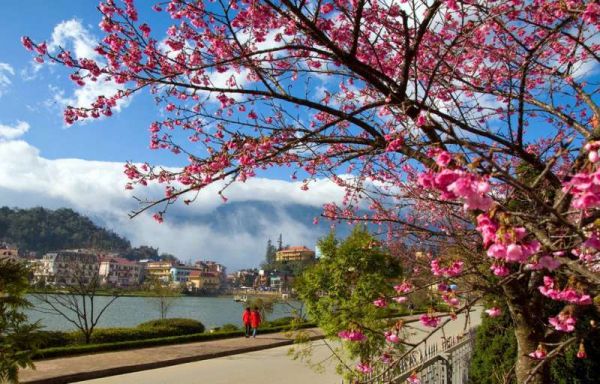 Đà Lạt tháng 2 nở rộ mai anh đào