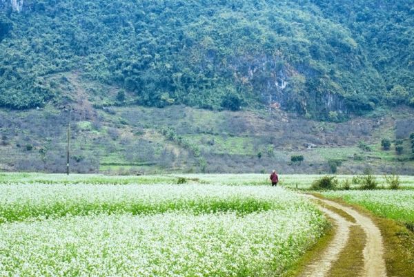 Mộc Châu mùa hoa cải trắng