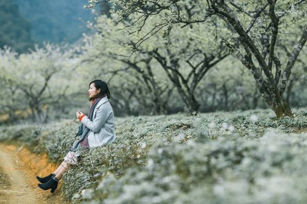 Mùa hoa mận trên cao nguyên Mộc Châu