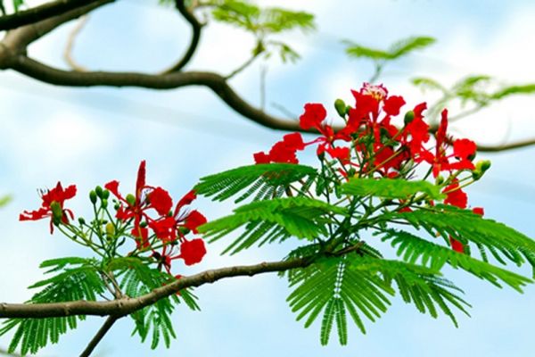 Tháng 5 có ngày lễ gì?