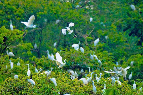 Vé máy bay Buôn Mê Thuột Cần Thơ