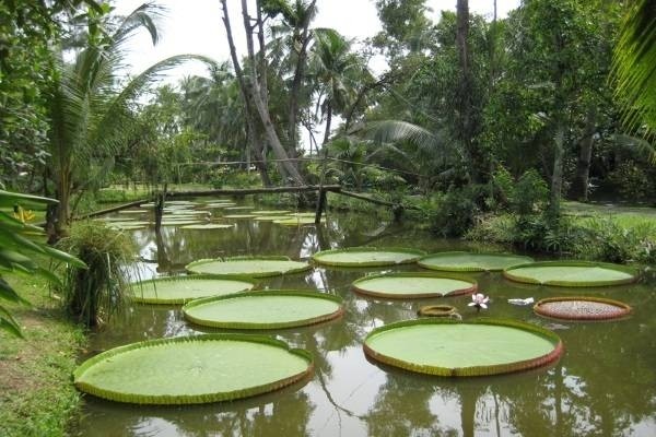 Tìm về bình yên nơi làng xanh Bình Quới