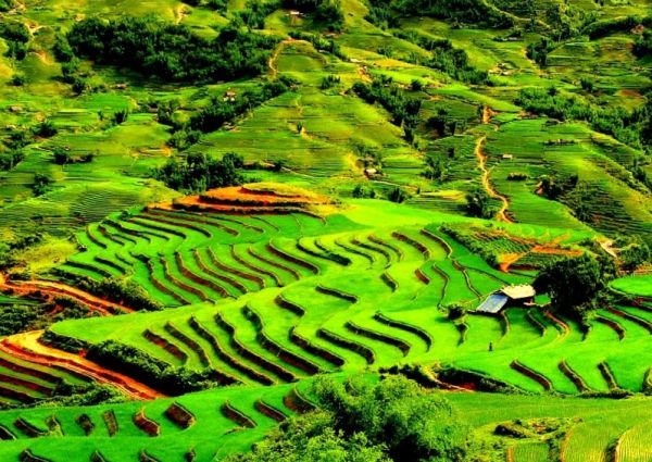 Chiêm ngưỡng vẻ đẹp đầy sức sống của ruộng bậc thang