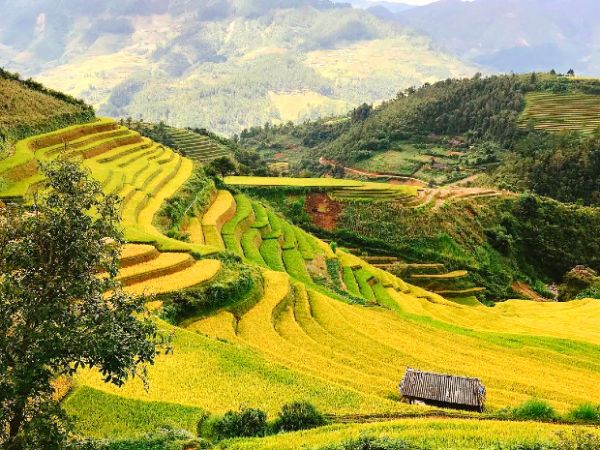 Sapa quyến rũ vào mùa lúa thay màu