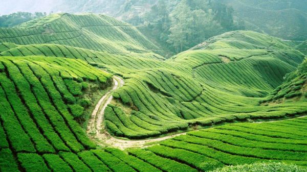 Nên đi du lịch Malaysia vào tháng mấy