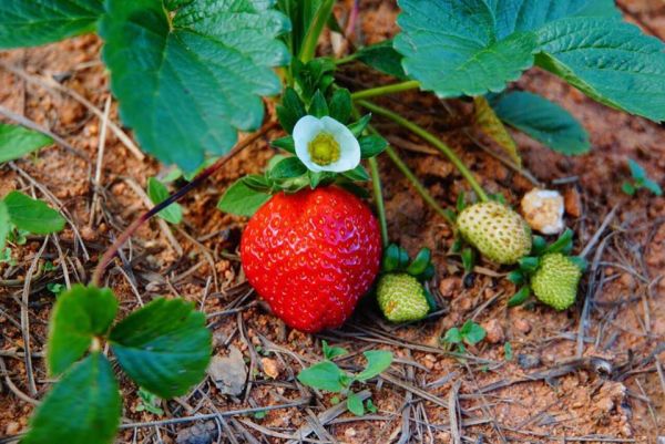 Khu du lịch Farmstay ở Việt Nam