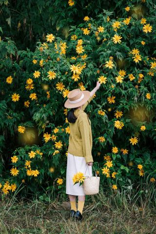 Dã quỳ nở rộ vào cuối tháng 10 đến đầu tháng 11 hàng năm