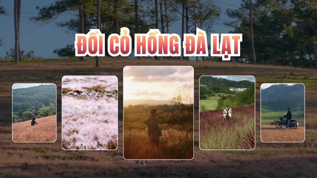 Du lịch Đà Lạt mùa cỏ hồng