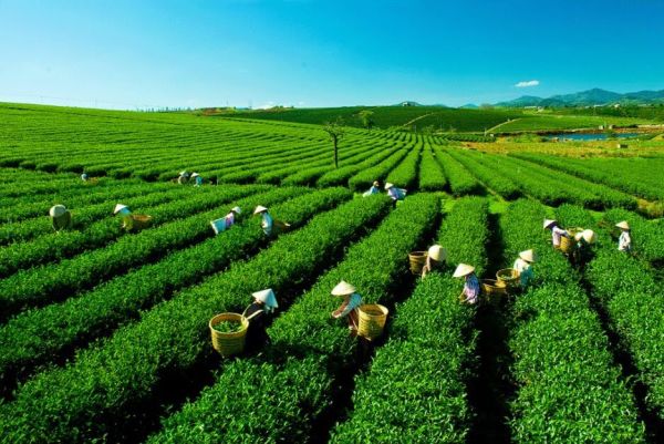 Thời điểm thu hoạch chè của người dân