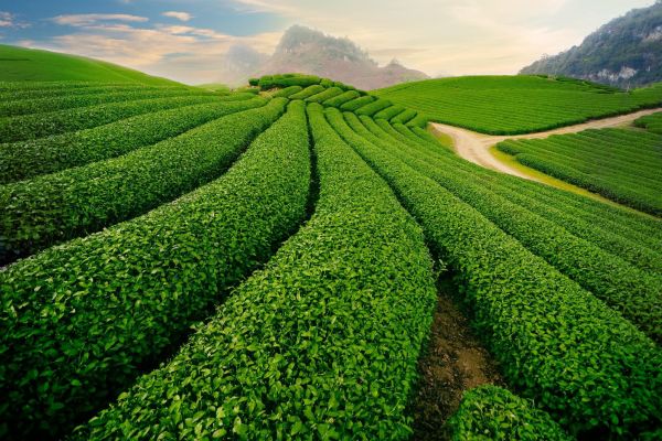 Có một thiên đường xanh mát giữa lòng thành phố Thái Nguyên