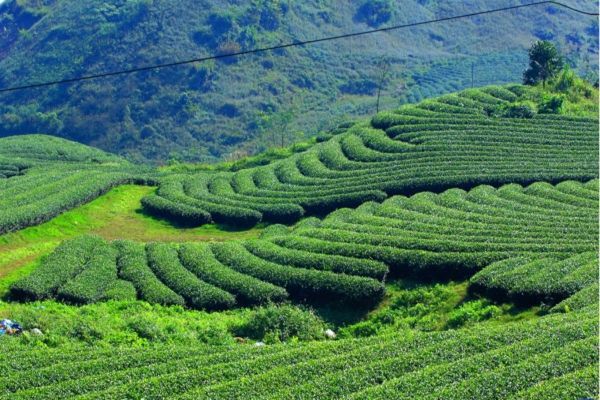 Ngỡ ngàng trước vẻ đẹp xanh mát của đồi chè Tân Cương