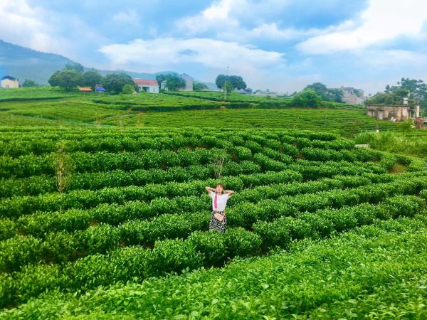 "Lạc trôi" giữa đồi chè xanh ngút ngàn