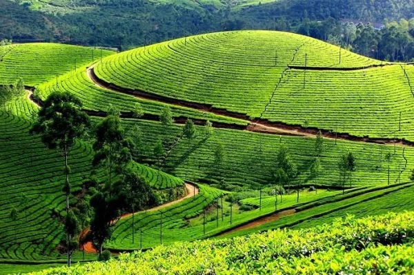 Vẻ đẹp của đồi chè Tân Cương